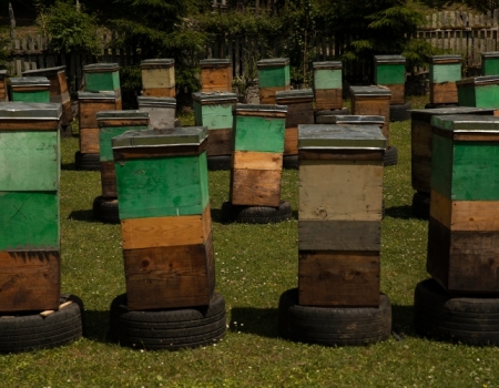  Bee-keeping in the Village of Vaio 